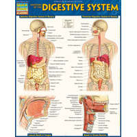 Anatomy of the Digestive System: Quickstudy Laminated Reference Guide – Barcharts Inc